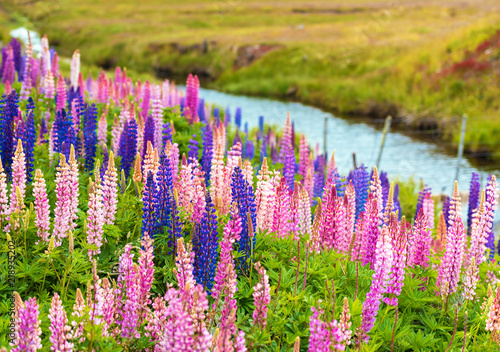 View of the blossoming lupines along the river bank in the national park Torres del Paine, Patagonia, Chile. With selective focus.