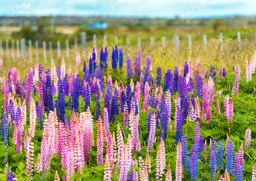 View of flowering lupines in the national park Torres del Paine, Patagonia, Chile.