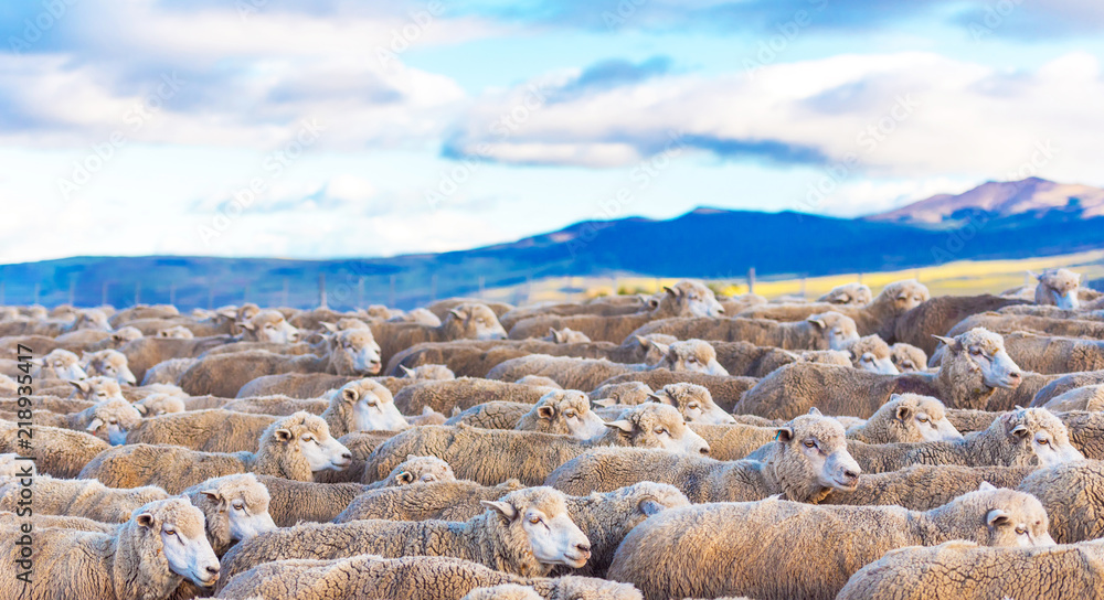 Obraz premium Flock of sheep at Patagonia, Chile. With selective focus.