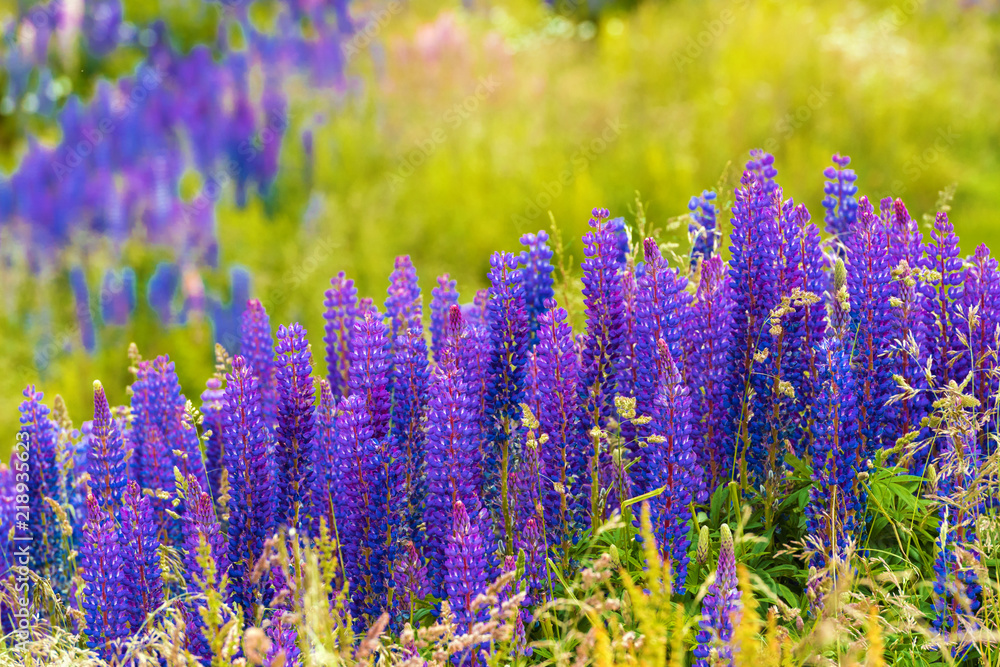 View of flowering lupines in the national park Torres del Paine, Patagonia, Chile. With selective focus.
