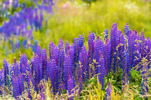 View of flowering lupines in the national park Torres del Paine, Patagonia, Chile. With selective focus.