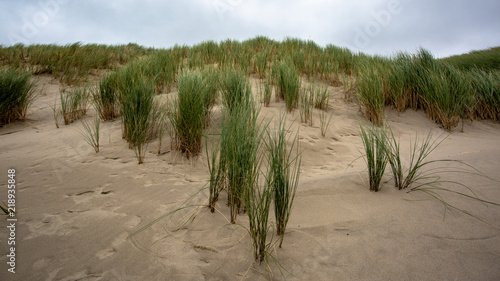 Grasses and Dunes