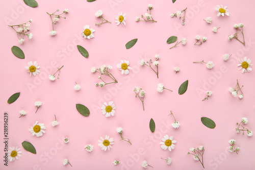 Chamomile and gypsophila flowers with green leafs on pink background