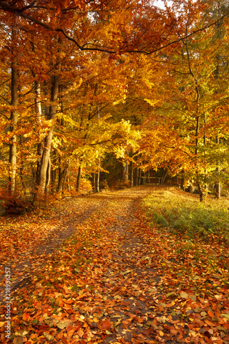 Fototapeta Naklejka Na Ścianę i Meble -  Beautiful, autumn parkland  full of colors.Pomerania ,Poland 