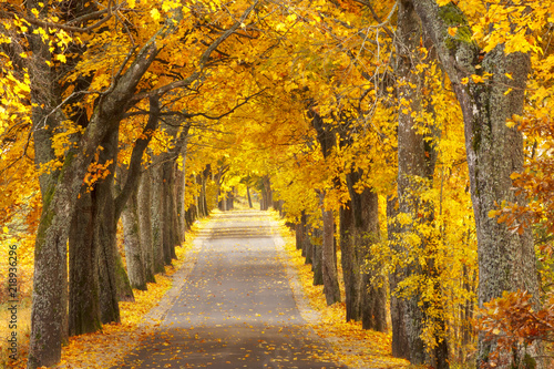 Beautiful  colorful autumn road. Pomerania  Poland 