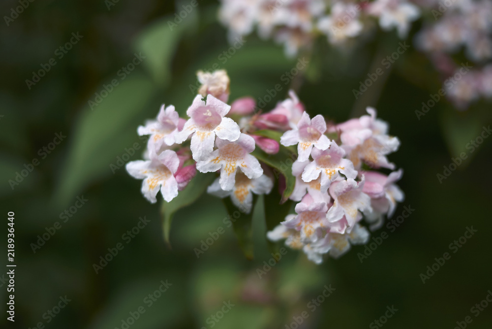 Linnaea amabilis shrub with colorful flowers Linnaea amabilis shrub with colorful flowers