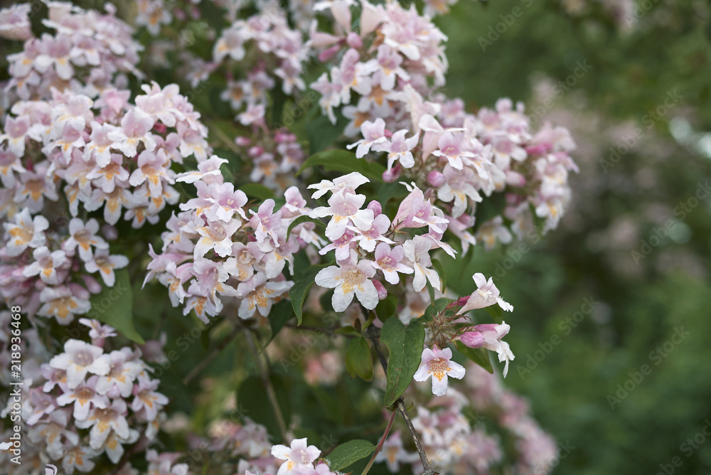 Linnaea amabilis shrub with colorful flowers Linnaea amabilis shrub with colorful flowers
