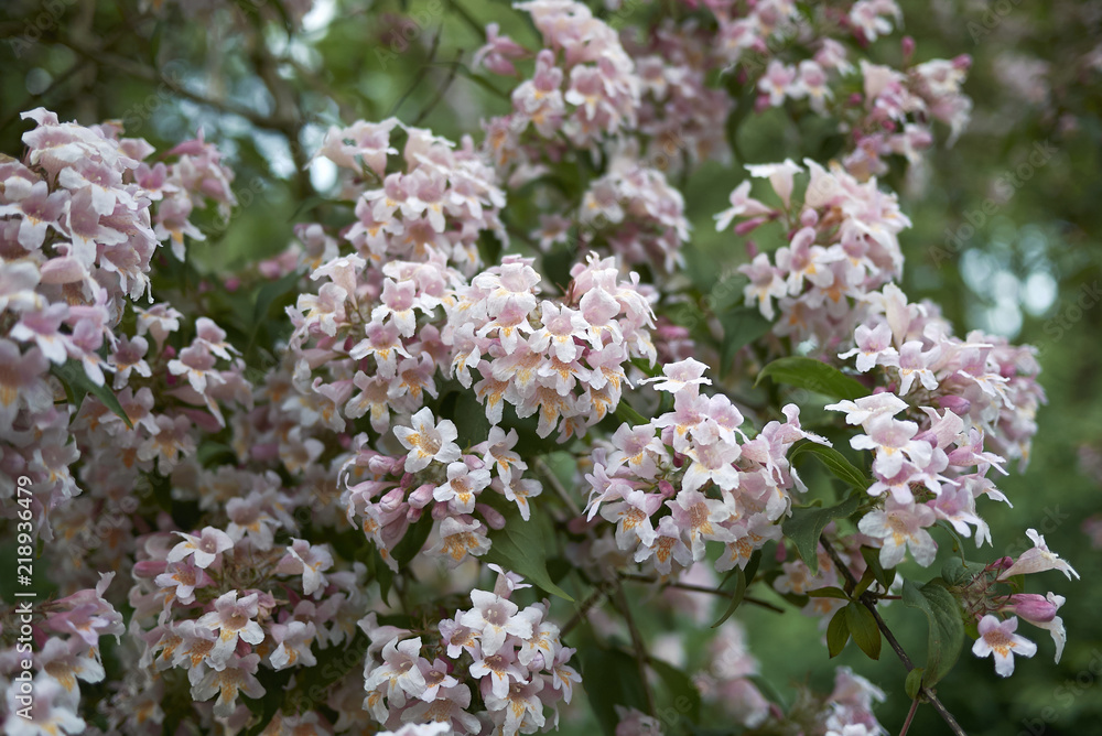 Linnaea amabilis shrub with colorful flowers Linnaea amabilis shrub with colorful flowers