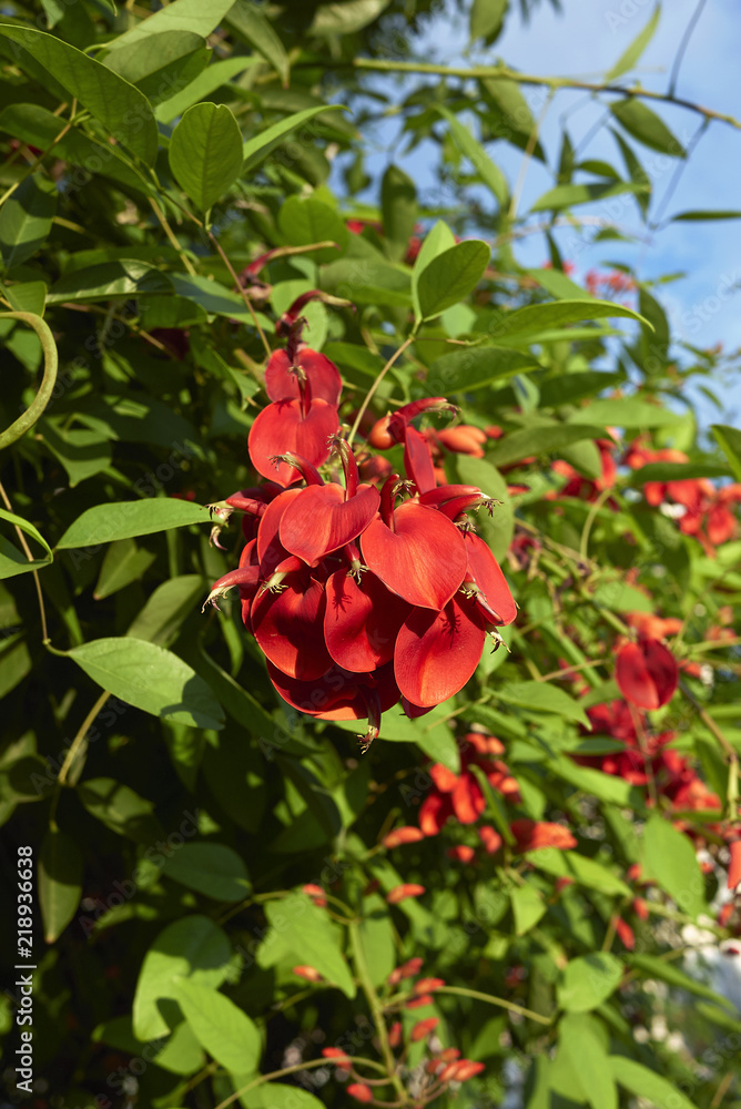 Erythrina crista-galli Erythrina crista-galli