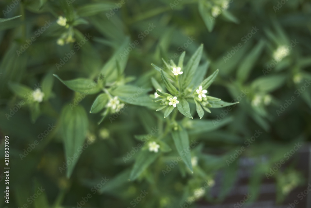 Lithospermum officinale Lithospermum officinale