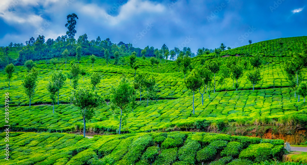 Landscape of tea plantations on the slope of a hill in Munnar, Kerala, India. Cloudy sky in the background.