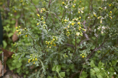 Senecio vulgaris photo