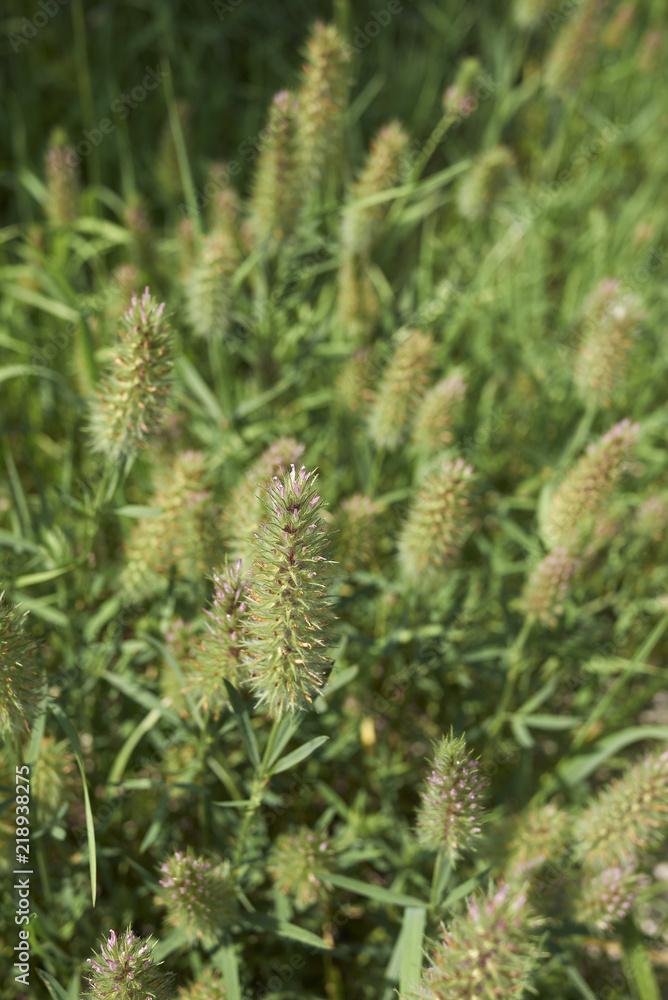 Trifolium angustifolium Trifolium angustifolium