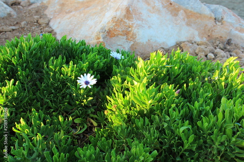  Fine white flower in a green grass
