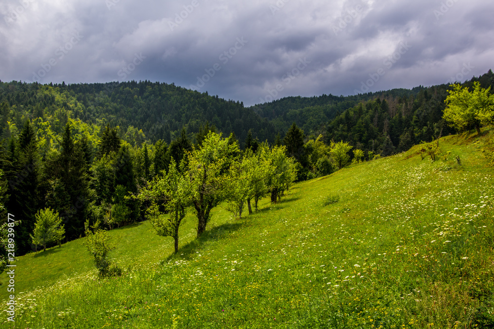 Landscape view of green meadow with some green trees and forest in the background..Gorski kotar, Summer in Croatian mountains.