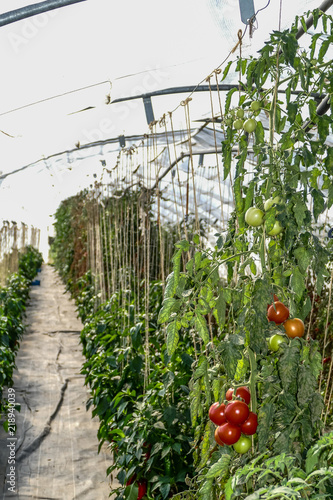 Tomaten anbauen im Gewächshaus