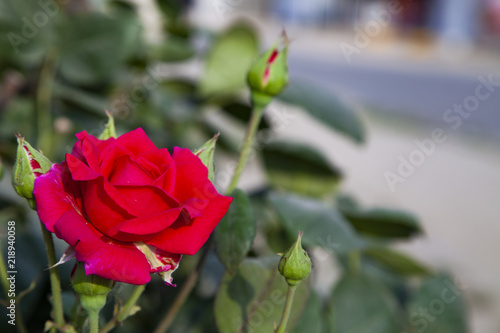 Beautiful red rose blooms in the garden