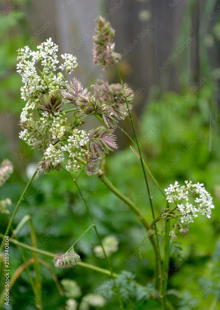 Delicate white small flowers intertwine with grass on a green background Delicate white small flowers intertwine with grass on a green background
