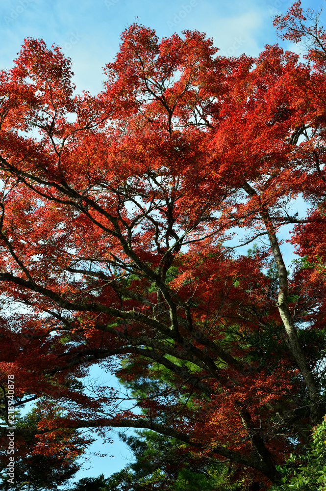 色とりどりの紅葉