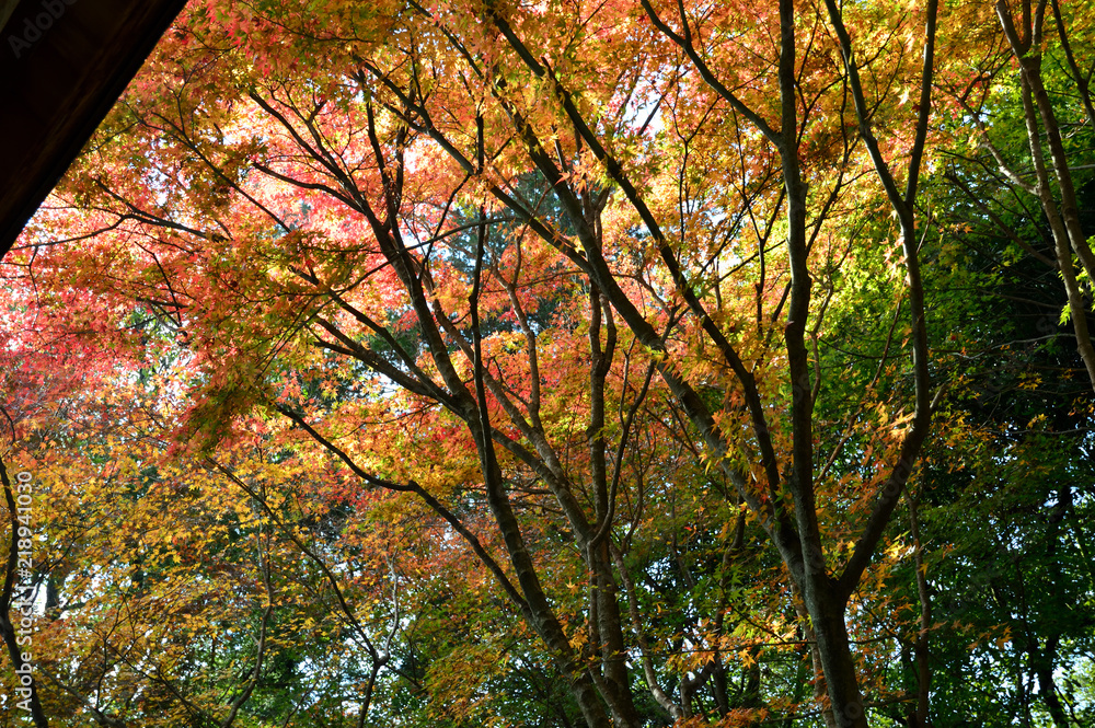 色とりどりの紅葉