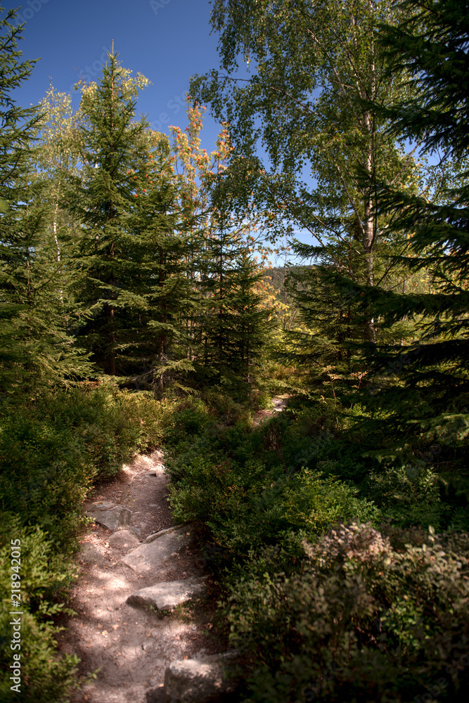 Hiking trail leading trough the beautiful Bohemian Forest National Park. Trekking background. Adventure concept. Hiking trail leading trough the beautiful Bohemian Forest National Park. Trekking background. Adventure concept.