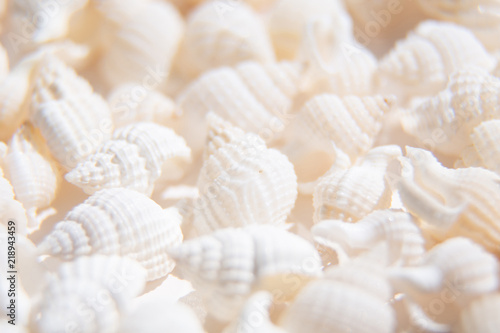 White seashells paradise background. Macro close-up with soft focus on gorgeous seashore. Island far away outstanding resort. Coastline exotic bunch of cockleshells. Romantic fairy tale summer mood.