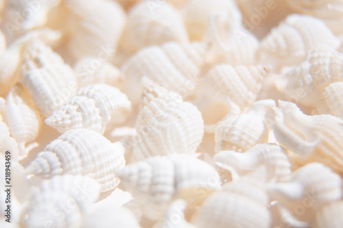 Quadro su tela White seashells paradise background