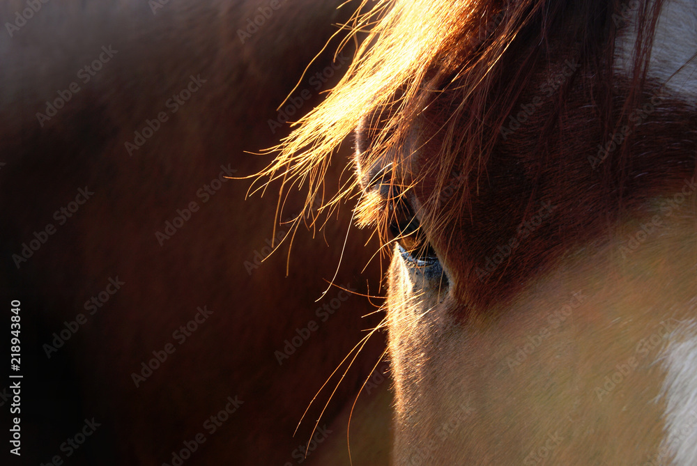 Fototapeta premium Końskie oko