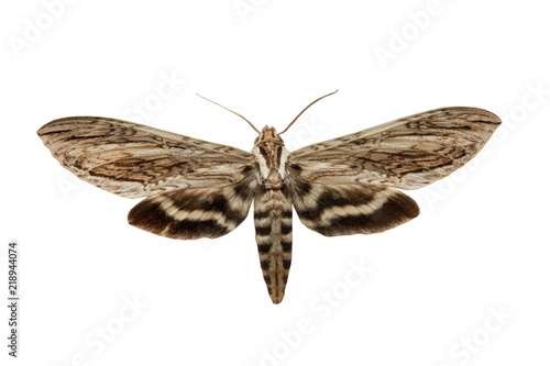 butterfly Sphinx mereps isolated