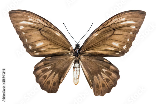 butterfly Ornithoptera croesus lydius