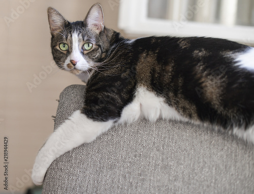 Cute cat lying on sofa