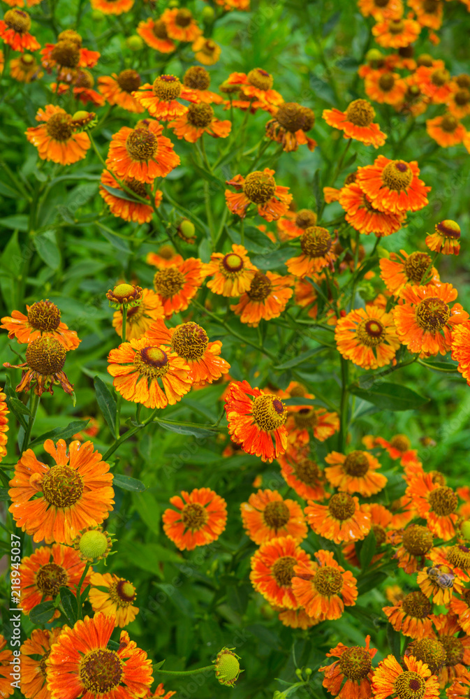 Orange flowers of perennial plants in the garden