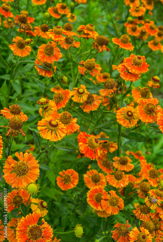 Orange flowers of perennial plants in the garden © lizaveta25