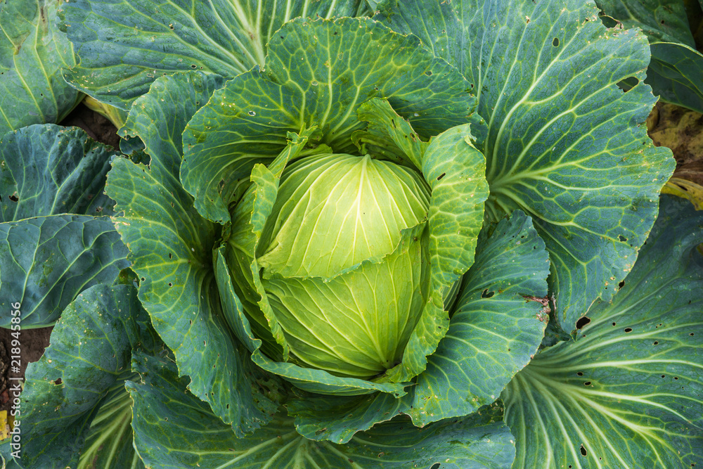 Fototapeta premium The head of green cabbage growing on a garden in the village