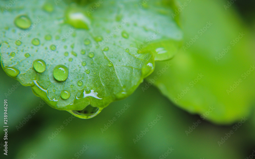 Asiatic leaf on droplet water with green fresh. Asiatic leaf on droplet water with green fresh.