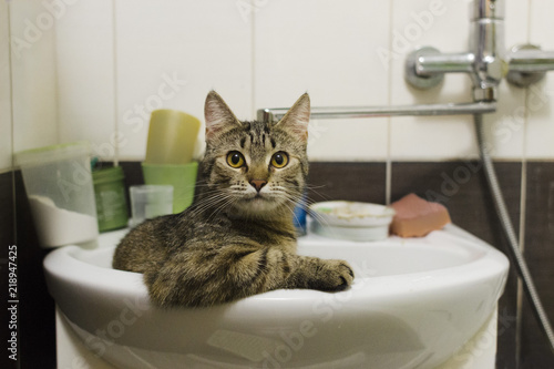 Delightfully cute striped cat sitting in the sink in the bathroom