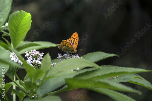 Silver Washed Fritillary (Argynnis paphia) male foraging on a wild flower