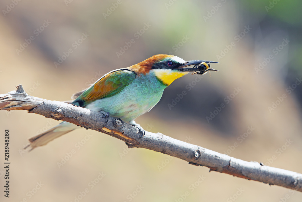 beautiful colorful bird merops sitting on a tree branch, holding in the beak of a caught insect