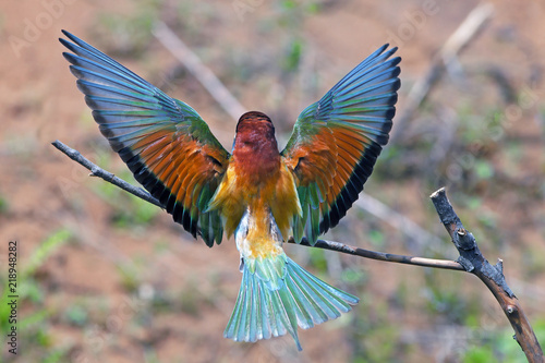 beautiful colorful bird Merops sitting on a tree branch waving its wings