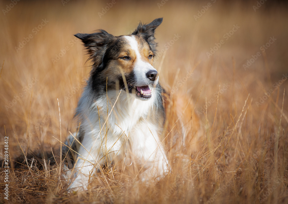 Border Collie Border Collie