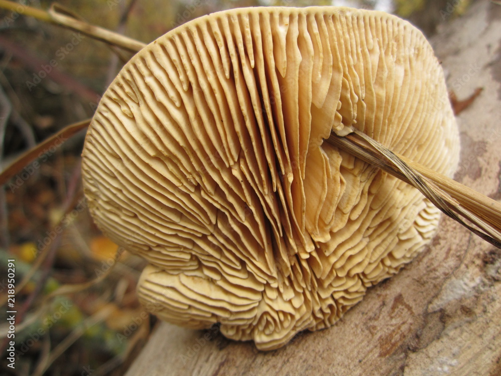 macro nature macro nature
