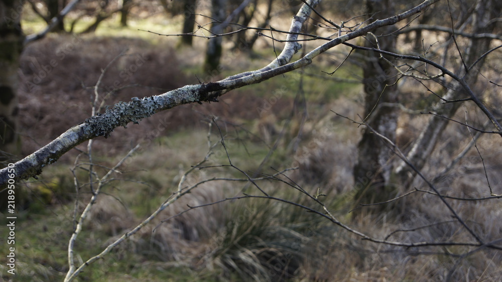Irish Forest Irish Forest