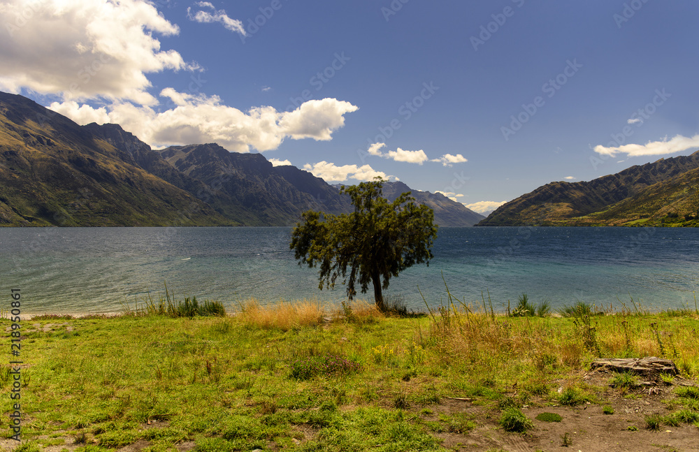 little tree on the Lake Wakatipu, New Zealand little tree on the Lake Wakatipu, New Zealand