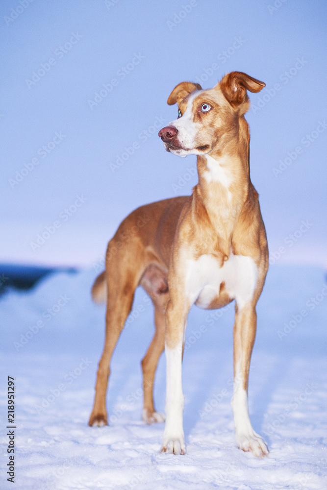 Red and white dog in winter landscape Red and white dog in winter landscape