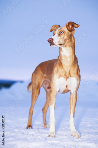 Red and white dog in winter landscape