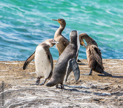 African Penguins and Cormorants