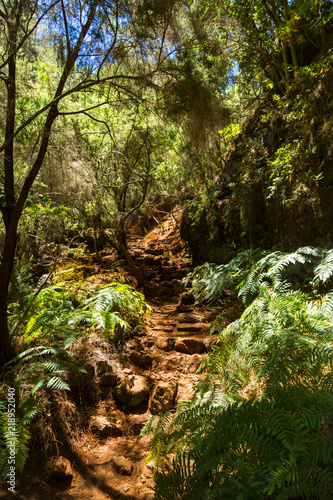 Bosque de Los Tilos  La Palma