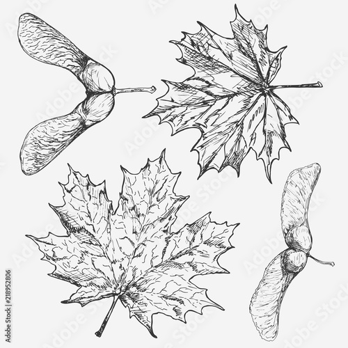 Maple . Leaf and samara. Hand drawn illustration. Description: Each drawing comprise of one color