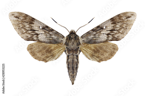 Butterfly Kentrochrysalis streckeri on a white background