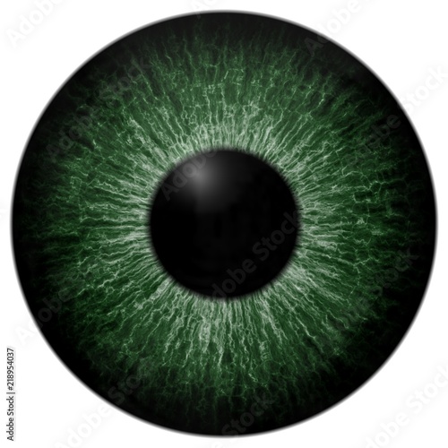 Eyeball green color texture isolated white background, 3d eye black round